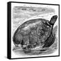 Green Turtle (Chelone Myda), C1890-null-Framed Stretched Canvas