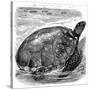 Green Turtle (Chelone Myda), C1890-null-Stretched Canvas