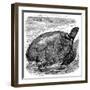 Green Turtle (Chelone Myda), C1890-null-Framed Giclee Print