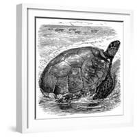 Green Turtle (Chelone Myda), C1890-null-Framed Giclee Print