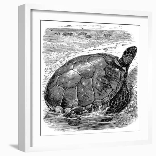 Green Turtle (Chelone Myda), C1890-null-Framed Giclee Print