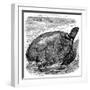 Green Turtle (Chelone Myda), C1890-null-Framed Giclee Print