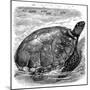 Green Turtle (Chelone Myda), C1890-null-Mounted Giclee Print