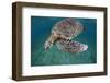 Green Turtle (Chelonia Mydas) Akumal, Caribbean Sea, Mexico, January. Endangered Species-Claudio Contreras-Framed Photographic Print