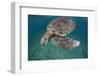 Green Turtle (Chelonia Mydas) Akumal, Caribbean Sea, Mexico, January. Endangered Species-Claudio Contreras-Framed Photographic Print