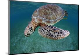 Green Turtle (Chelonia Mydas) Akumal, Caribbean Sea, Mexico, January. Endangered Species-Claudio Contreras-Mounted Photographic Print