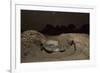 Green Turtle (Chelonia Mydas), Digging Nest. Bijagos Islands, Guinea Bissau. Endangered Species-Pedro Narra-Framed Photographic Print