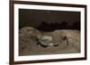 Green Turtle (Chelonia Mydas), Digging Nest. Bijagos Islands, Guinea Bissau. Endangered Species-Pedro Narra-Framed Photographic Print