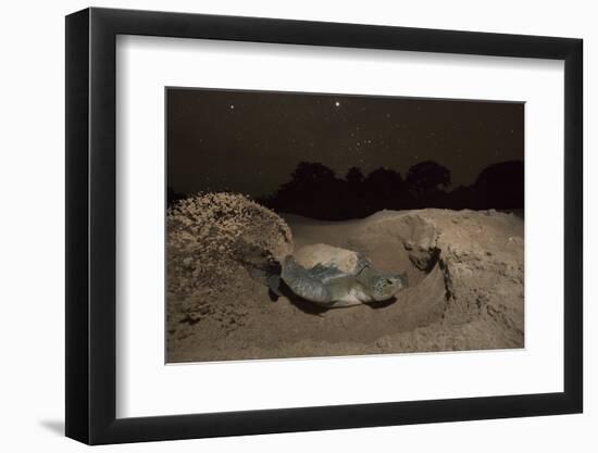 Green Turtle (Chelonia Mydas), Digging Nest. Bijagos Islands, Guinea Bissau. Endangered Species-Pedro Narra-Framed Photographic Print