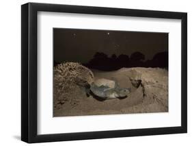 Green Turtle (Chelonia Mydas), Digging Nest. Bijagos Islands, Guinea Bissau. Endangered Species-Pedro Narra-Framed Photographic Print