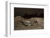 Green Turtle (Chelonia Mydas), Digging Nest. Bijagos Islands, Guinea Bissau. Endangered Species-Pedro Narra-Framed Photographic Print