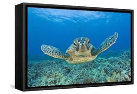 Green Turtle (Chelonia Mydas), Maui, Hawaii, USA-Reinhard Dirscherl-Framed Stretched Canvas