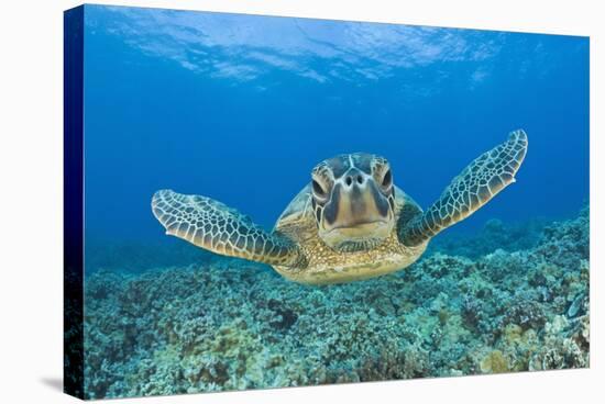 Green Turtle (Chelonia Mydas), Maui, Hawaii, USA-Reinhard Dirscherl-Stretched Canvas