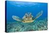 Green Turtle (Chelonia Mydas), Maui, Hawaii, USA-Reinhard Dirscherl-Stretched Canvas