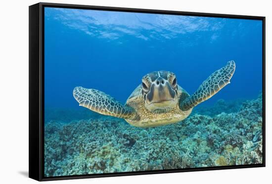 Green Turtle (Chelonia Mydas), Maui, Hawaii, USA-Reinhard Dirscherl-Framed Stretched Canvas