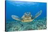 Green Turtle (Chelonia Mydas), Maui, Hawaii, USA-Reinhard Dirscherl-Stretched Canvas