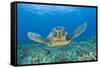 Green Turtle (Chelonia Mydas), Maui, Hawaii, USA-Reinhard Dirscherl-Framed Stretched Canvas