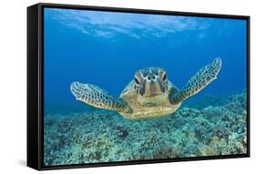 Green Turtle (Chelonia Mydas), Maui, Hawaii, USA-Reinhard Dirscherl-Framed Stretched Canvas