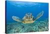 Green Turtle (Chelonia Mydas), Maui, Hawaii, USA-Reinhard Dirscherl-Stretched Canvas