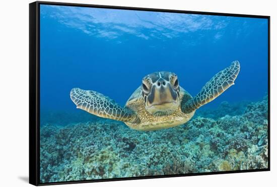 Green Turtle (Chelonia Mydas), Maui, Hawaii, USA-Reinhard Dirscherl-Framed Stretched Canvas