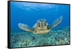 Green Turtle (Chelonia Mydas), Maui, Hawaii, USA-Reinhard Dirscherl-Framed Stretched Canvas