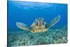 Green Turtle (Chelonia Mydas), Maui, Hawaii, USA-Reinhard Dirscherl-Stretched Canvas