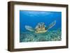 Green Turtle (Chelonia Mydas), Maui, Hawaii, USA-Reinhard Dirscherl-Framed Premium Photographic Print