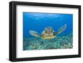 Green Turtle (Chelonia Mydas), Maui, Hawaii, USA-Reinhard Dirscherl-Framed Premium Photographic Print