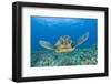 Green Turtle (Chelonia Mydas), Maui, Hawaii, USA-Reinhard Dirscherl-Framed Premium Photographic Print