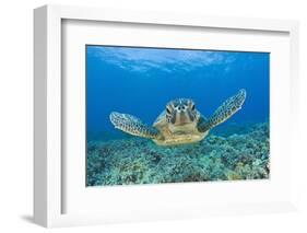 Green Turtle (Chelonia Mydas), Maui, Hawaii, USA-Reinhard Dirscherl-Framed Premium Photographic Print