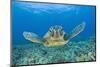 Green Turtle (Chelonia Mydas), Maui, Hawaii, USA-Reinhard Dirscherl-Mounted Premium Photographic Print