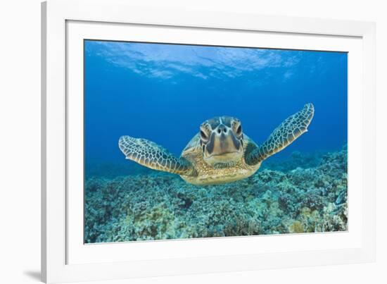 Green Turtle (Chelonia Mydas), Maui, Hawaii, USA-Reinhard Dirscherl-Framed Photographic Print