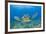 Green Turtle (Chelonia Mydas), Maui, Hawaii, USA-Reinhard Dirscherl-Framed Photographic Print