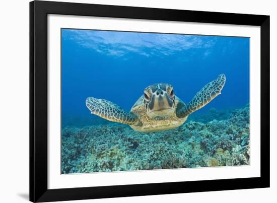 Green Turtle (Chelonia Mydas), Maui, Hawaii, USA-Reinhard Dirscherl-Framed Photographic Print