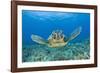 Green Turtle (Chelonia Mydas), Maui, Hawaii, USA-Reinhard Dirscherl-Framed Photographic Print