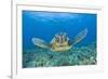 Green Turtle (Chelonia Mydas), Maui, Hawaii, USA-Reinhard Dirscherl-Framed Photographic Print