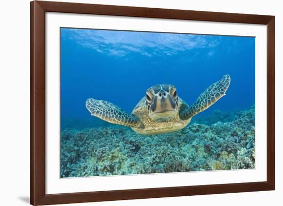 Green Turtle (Chelonia Mydas), Maui, Hawaii, USA-Reinhard Dirscherl-Framed Photographic Print