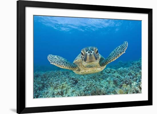 Green Turtle (Chelonia Mydas), Maui, Hawaii, USA-Reinhard Dirscherl-Framed Photographic Print