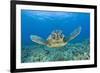 Green Turtle (Chelonia Mydas), Maui, Hawaii, USA-Reinhard Dirscherl-Framed Photographic Print