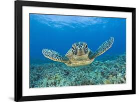 Green Turtle (Chelonia Mydas), Maui, Hawaii, USA-Reinhard Dirscherl-Framed Photographic Print