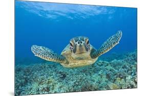 Green Turtle (Chelonia Mydas), Maui, Hawaii, USA-Reinhard Dirscherl-Mounted Photographic Print