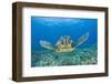 Green Turtle (Chelonia Mydas), Maui, Hawaii, USA-Reinhard Dirscherl-Framed Photographic Print