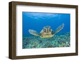 Green Turtle (Chelonia Mydas), Maui, Hawaii, USA-Reinhard Dirscherl-Framed Photographic Print