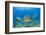 Green Turtle (Chelonia Mydas), Maui, Hawaii, USA-Reinhard Dirscherl-Framed Photographic Print