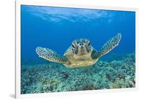 Green Turtle (Chelonia Mydas), Maui, Hawaii, USA-Reinhard Dirscherl-Framed Photographic Print