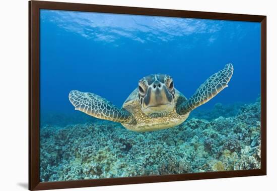 Green Turtle (Chelonia Mydas), Maui, Hawaii, USA-Reinhard Dirscherl-Framed Photographic Print