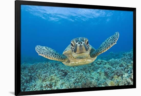 Green Turtle (Chelonia Mydas), Maui, Hawaii, USA-Reinhard Dirscherl-Framed Photographic Print