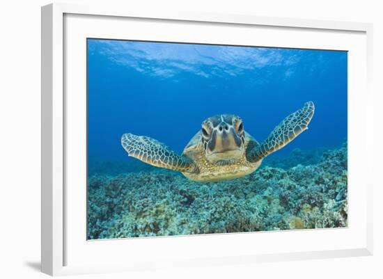 Green Turtle (Chelonia Mydas), Maui, Hawaii, USA-Reinhard Dirscherl-Framed Photographic Print