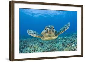 Green Turtle (Chelonia Mydas), Maui, Hawaii, USA-Reinhard Dirscherl-Framed Photographic Print