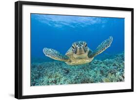 Green Turtle (Chelonia Mydas), Maui, Hawaii, USA-Reinhard Dirscherl-Framed Photographic Print